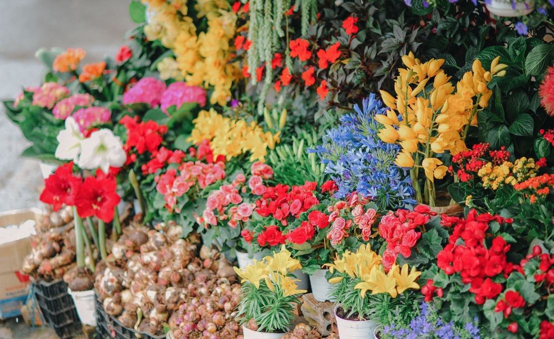 Curso de Floricultura com Plantas Ornamentais capacita mulheres em Irati