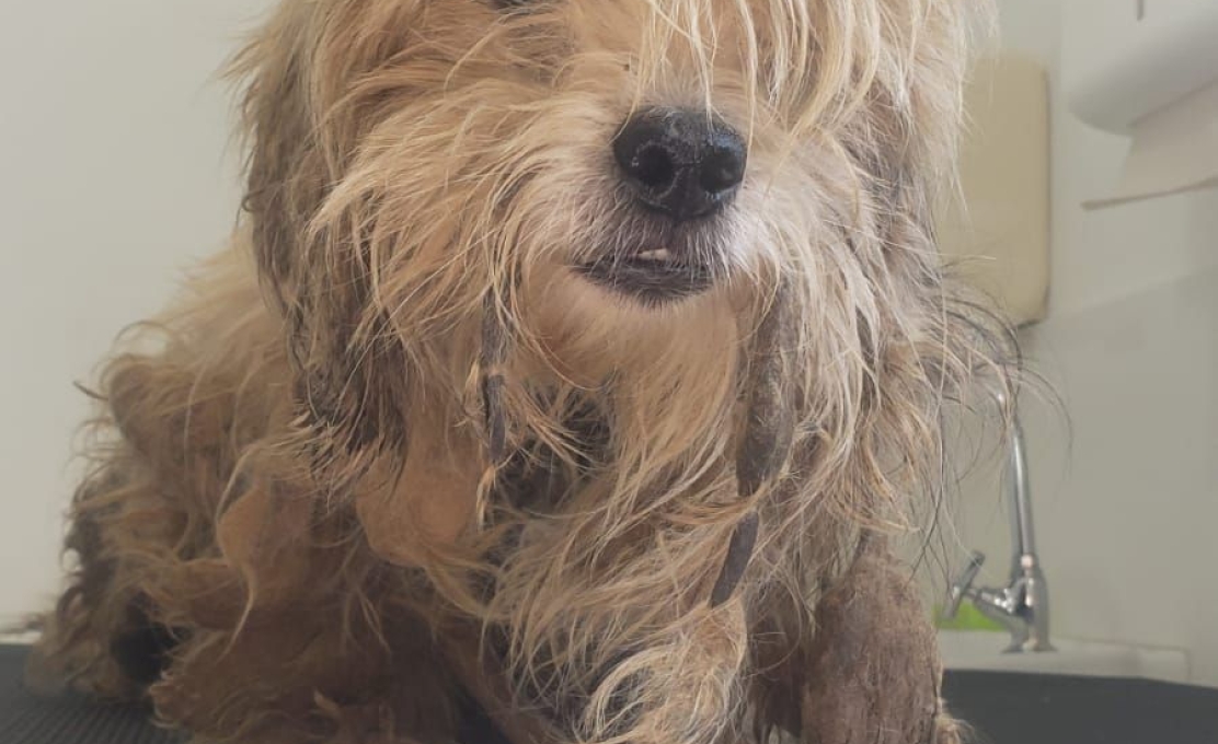 Atuação da Secretaria de Defesa Animal resulta no resgate de cão vítima de maus-tratos e prisão da tutora