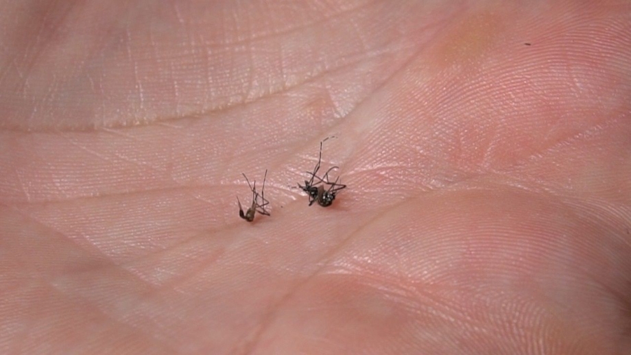 Irati inicia mobilização contra dengue