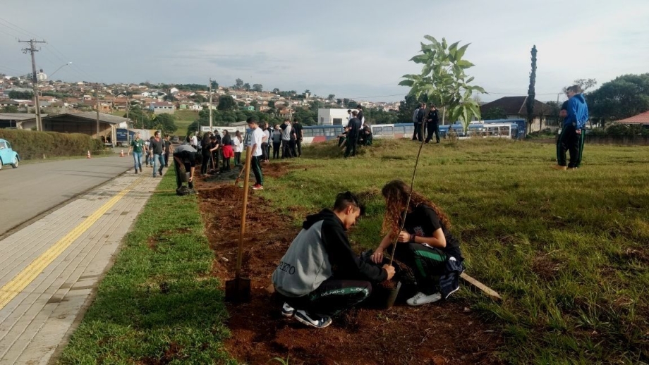 Projeto de arborização é iniciado na Avenida Paraná