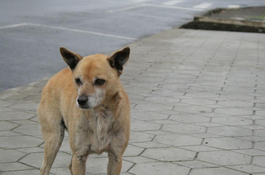 Suspenso edital de licitação para castração de animais