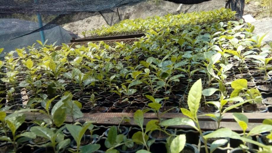 4º Fórum de Erva-Mate será dia 25