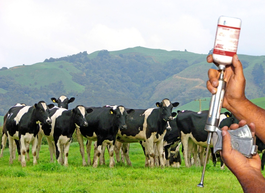 Campanha de vacinação contra febre aftosa começa dia 1º