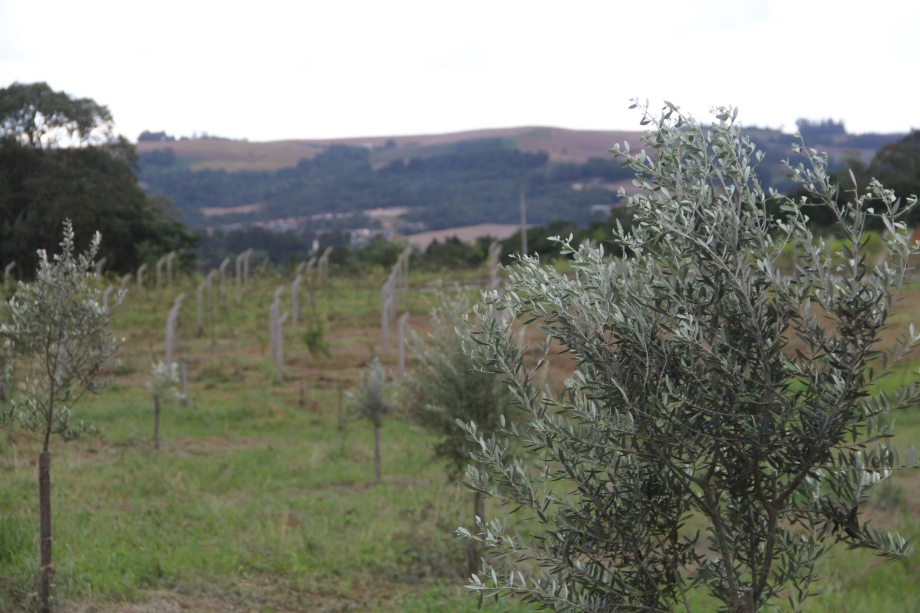 Dia de Campo orienta produtores sobre plantio de oliveiras em Irati*
