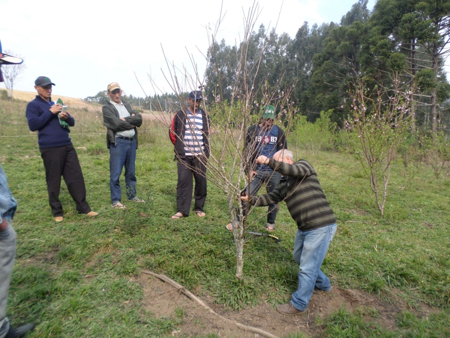 Manejo de frutíferas é realizado em Linha E de Itapará