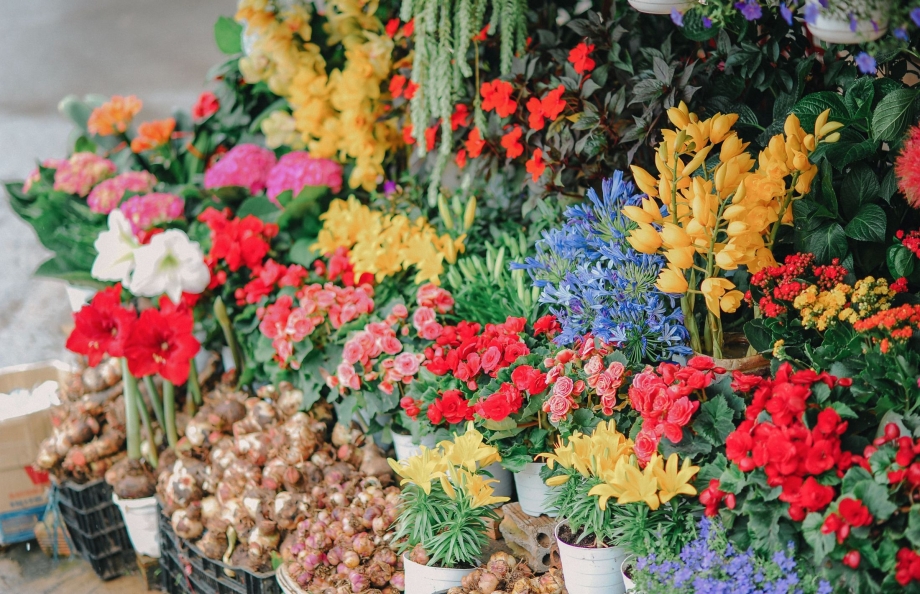 Curso de Floricultura com Plantas Ornamentais capacita mulheres em Irati