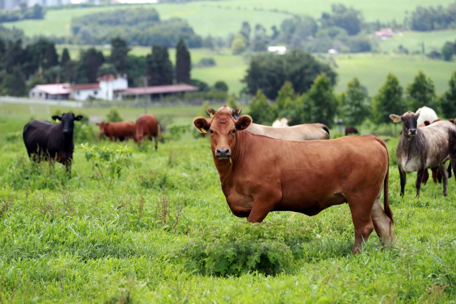 250 propriedades rurais precisam atualizar rebanhos até o dia 30