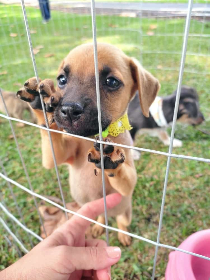 Pets ganham novos tutores em mais uma edição da Feira de Adoção