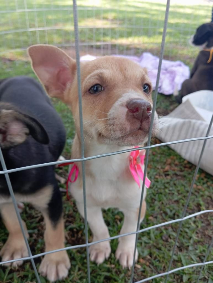 Nove pets ganham novos tutores através de Feira de Adoção
