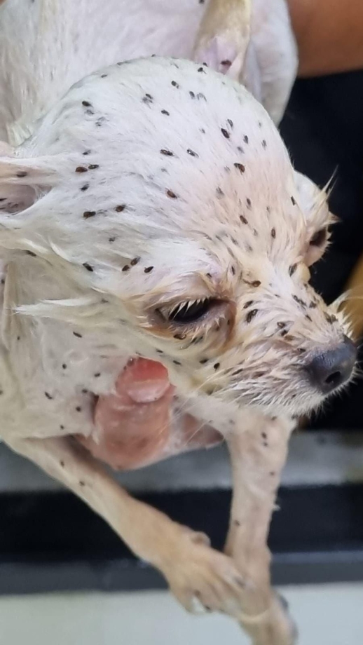 Prefeitura de Irati resgata cães em situação de maus-tratos 