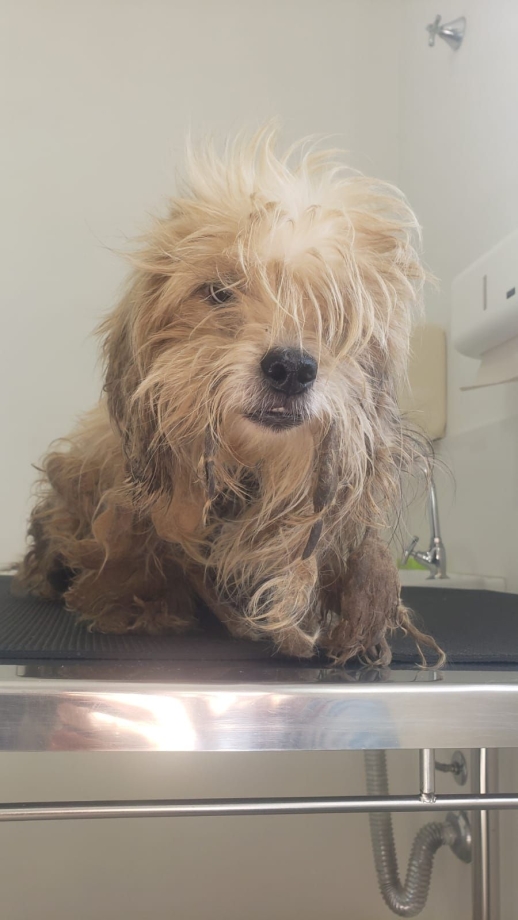 Atuação da Secretaria de Defesa Animal resulta no resgate de cão vítima de maus-tratos e prisão da tutora